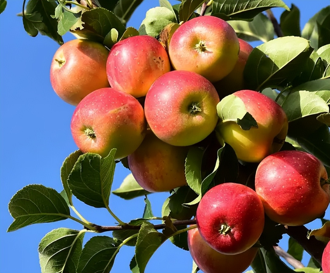 海棠果也叫沙果,海棠果又叫沙果吗
