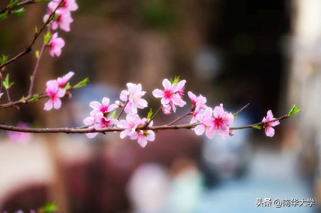 南华大学校花全集,校花南华大学