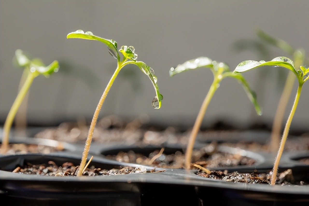 6个简单的步骤教从种子开始种植非常可口的生菜，零失败种植