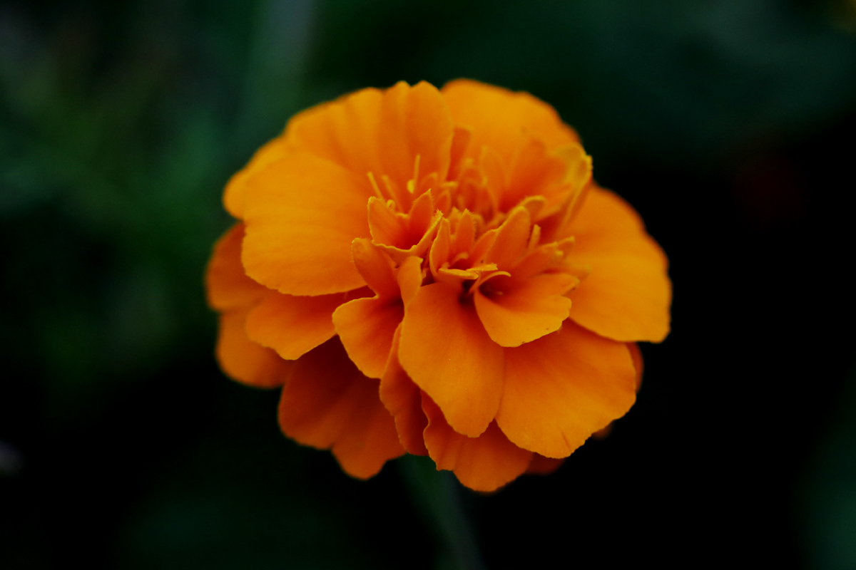 孔融几次让梨,北海太守孔融