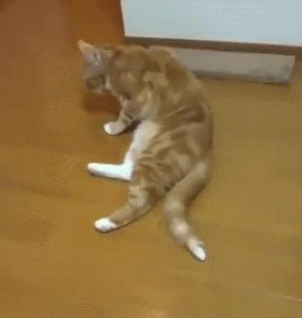 猫咪舔另一个头代表什么,猫咪舔有气味的地方是什么意思