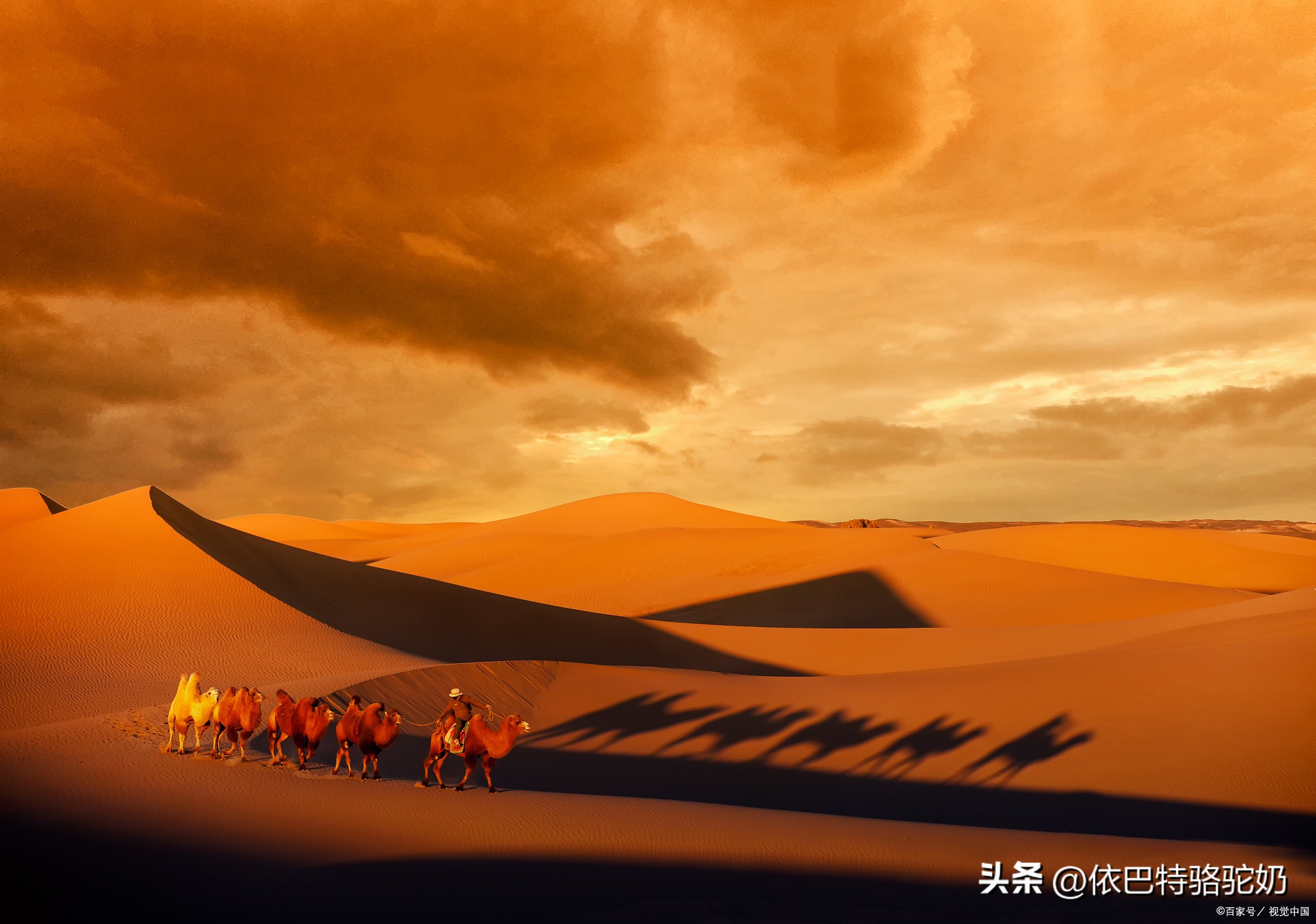 什么牌子的驼奶粉是正宗好驼奶粉,揭秘驼奶粉价格高的原因