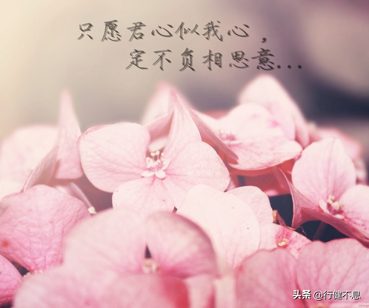 衣带渐宽终不悔全诗讲解,衣带渐宽终不悔的古诗