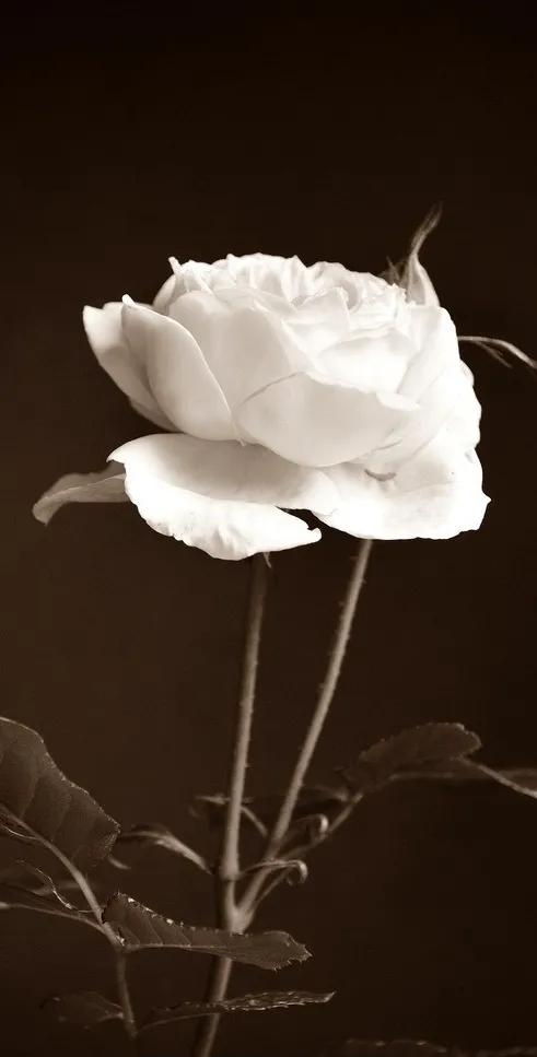 黑暗系的壁纸文字,黑暗色系的壁纸