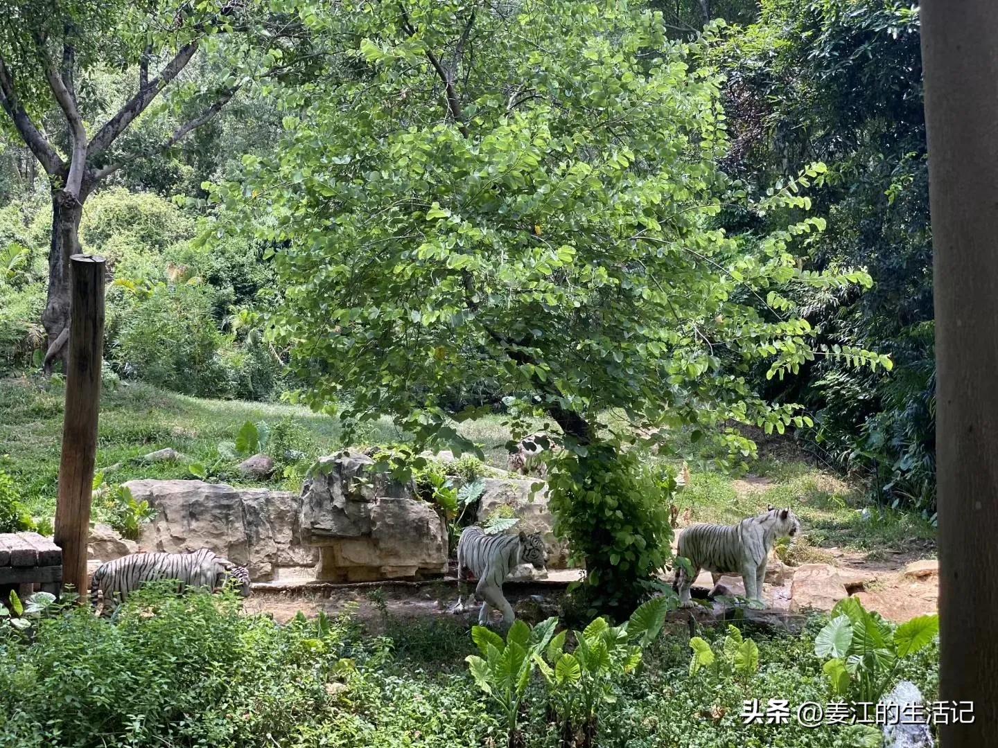 广州长隆野生动物园最好攻略,最近广州长隆野生动物园攻略