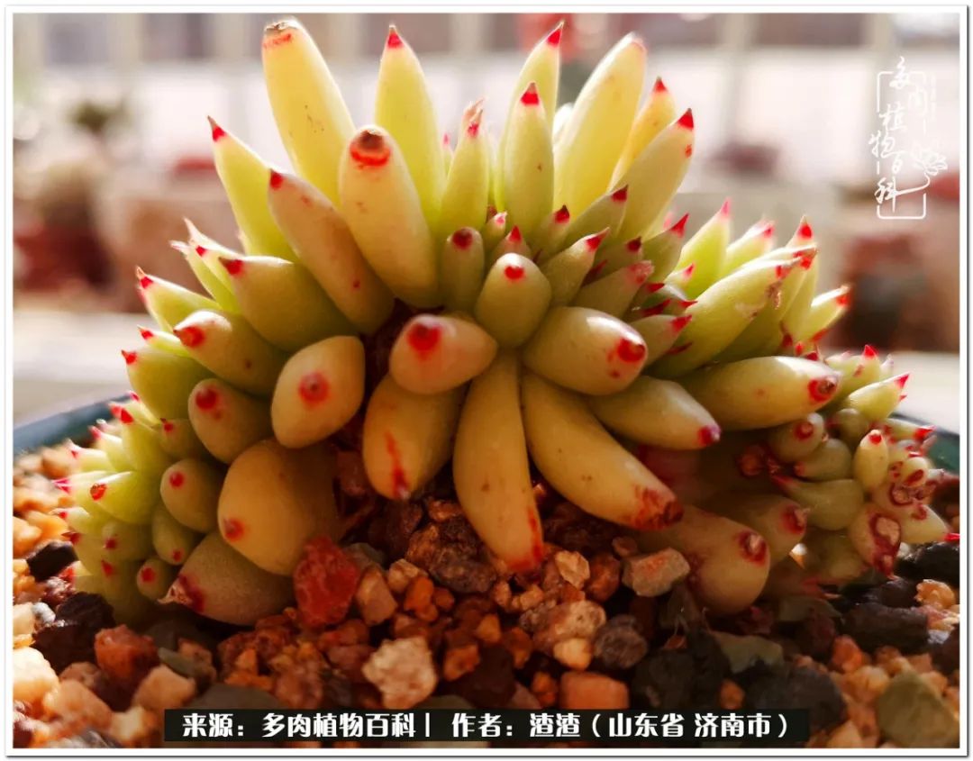 一个并不优秀的90后,何以解忧唯有多肉下一句