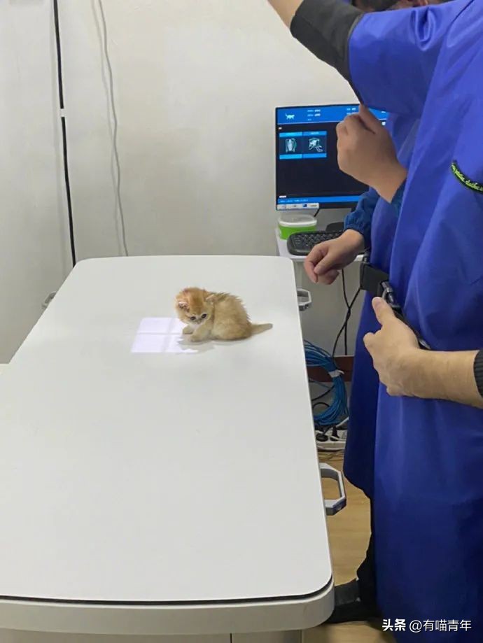 公猫出去一天一夜了都没回家,公猫出去三天没回来了