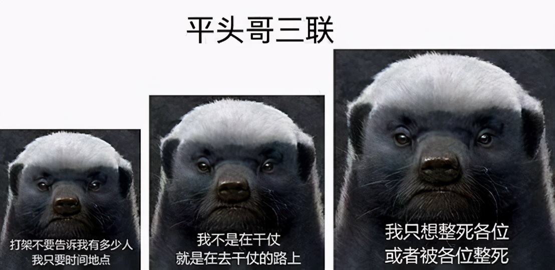 蜜獾在巴西蛇岛大战毒蛇,蜜獾啃食剧毒毒蛇