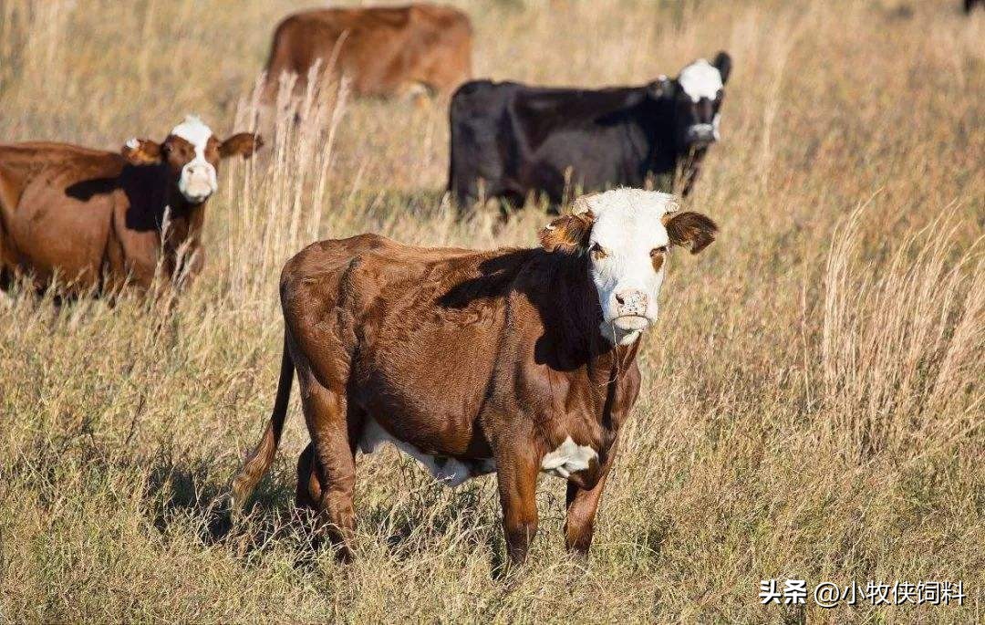 牛的干百叶怎么治疗,牛百叶干是什么原因引起的