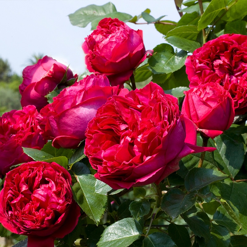 光照不足也能猛开花的藤本月季,抗病好养勤花的藤本月季品种