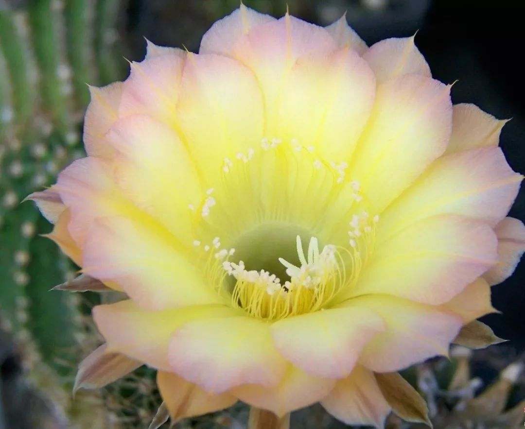 200种·仙人球开花图鉴，大开眼界，美到爆