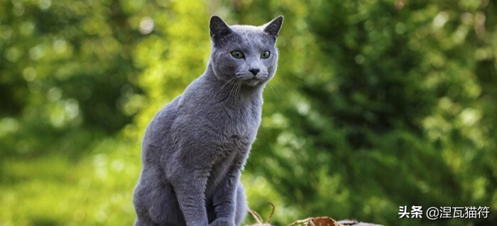 俄罗斯蓝猫法国蓝猫英国蓝猫,欧系俄罗斯蓝猫