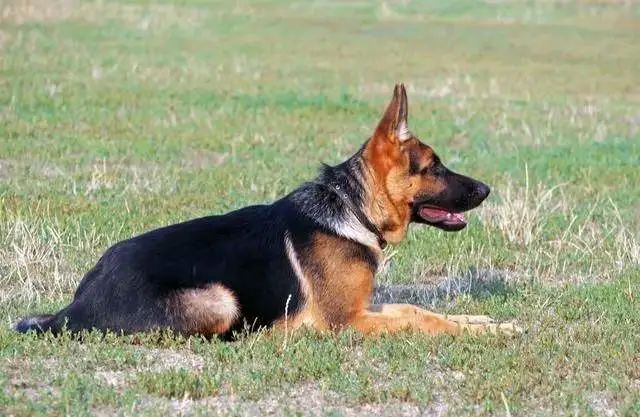 黑狗救主的真实故事,忠犬救主的故事完整版