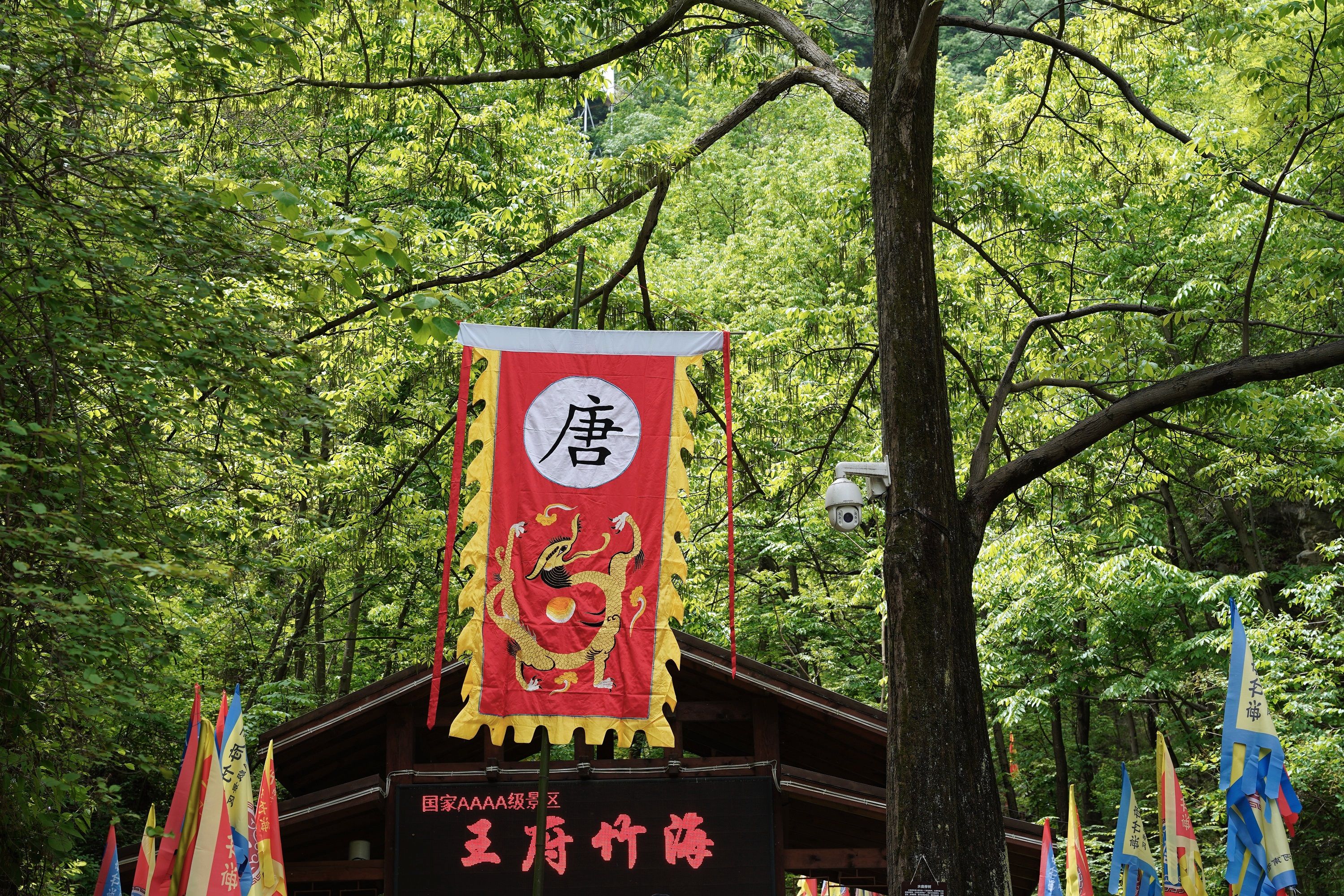 洛阳王府竹海风景图,洛阳王府竹海景区介绍