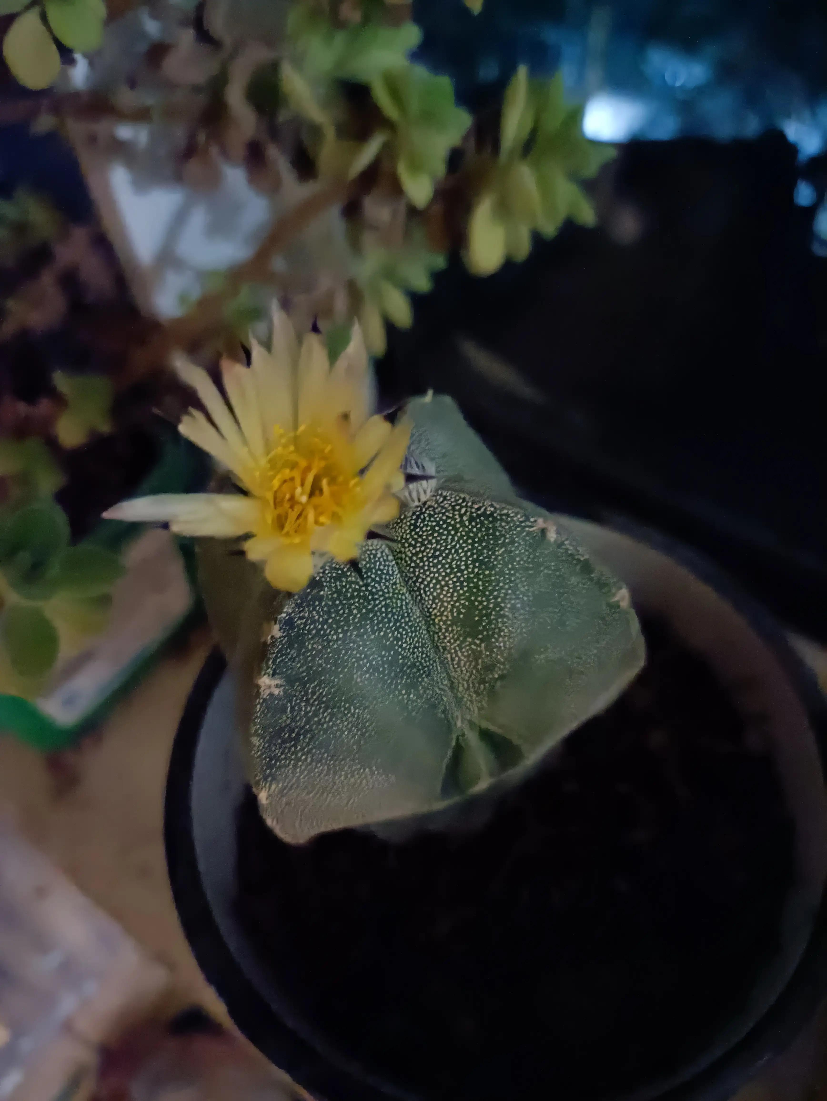 仙人球的花语完整版,仙人球的花期有多长时间呢