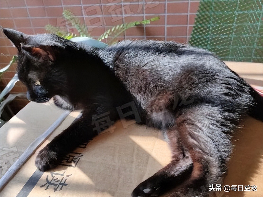 中华田园猫常见猫颜色和品种,中华田园猫最稀有的猫品种