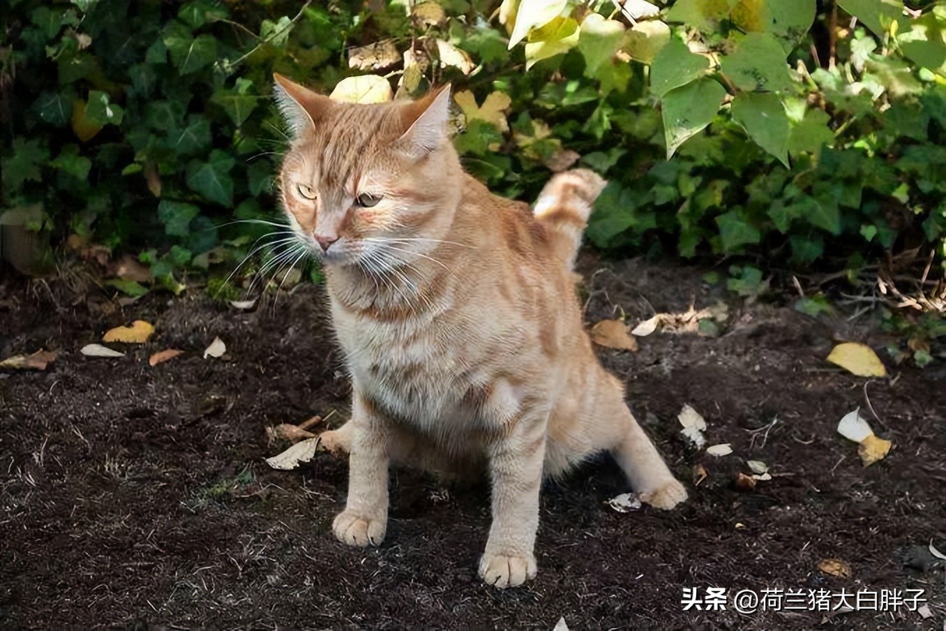 猫咪频繁拉屎是什么原因,猫咪四处乱尿是什么原因