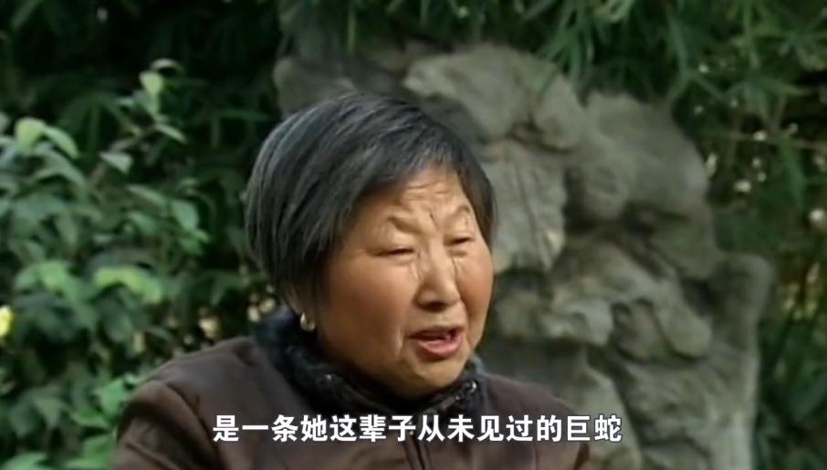 至今最长的蛇类,广西发现最大的蛇的纪录