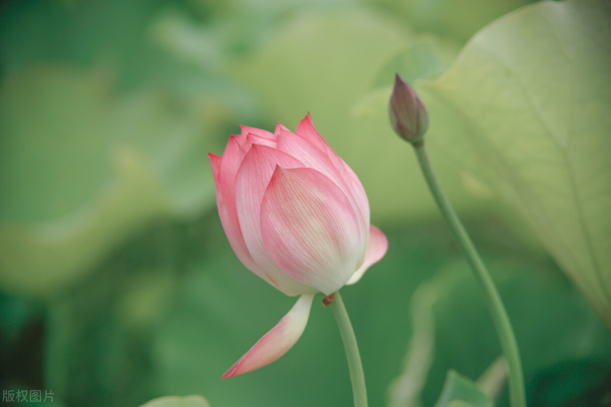 八月荷塘荷花香的诗句,七绝荷花蔷薇美丽芬芳的诗词