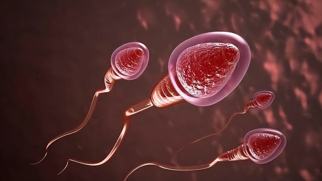 跑得最快、最阳刚的精子才能和卵子结合？不！只是运气爆棚而已