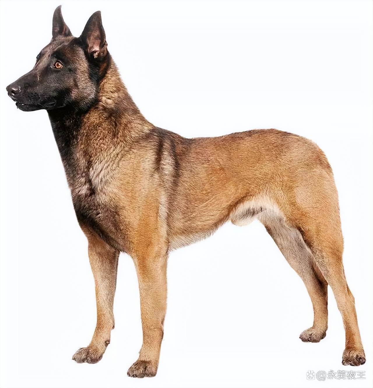 牛在五行金木水火土中属什么,十二生肖五行金木水火土的命