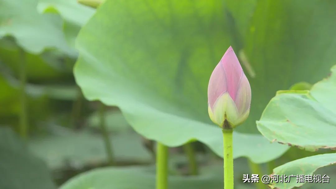 今日的白洋淀视频,现在白洋淀的情况