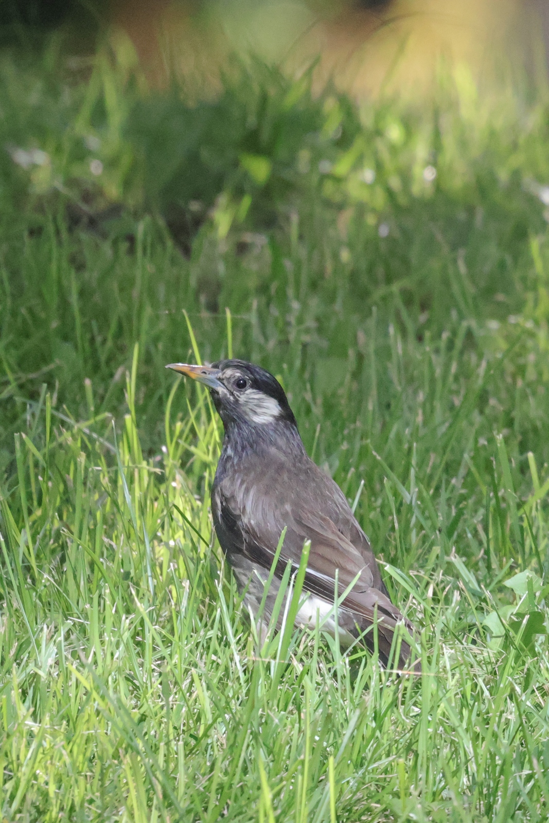 佳能eosr10实拍效果,佳能eosr10怎么样