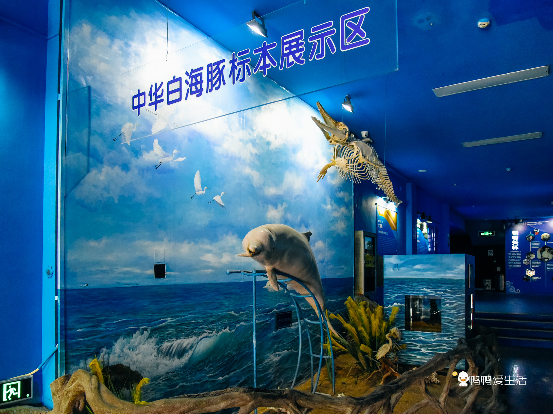 厦门鼓浪屿海底世界的抹香鲸,厦门鼓浪屿亲子旅游攻略