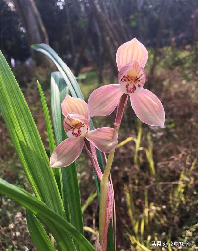 它被誉为是“荷瓣之王”，姿态娇媚，香气迷人，是春剑中天花板