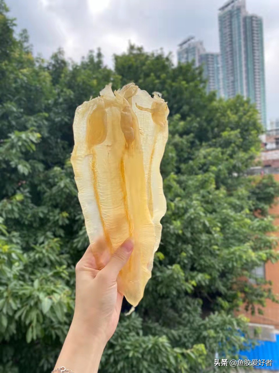 带你了解更多的鱼胶知识,了解鱼胶知识的欢迎进来