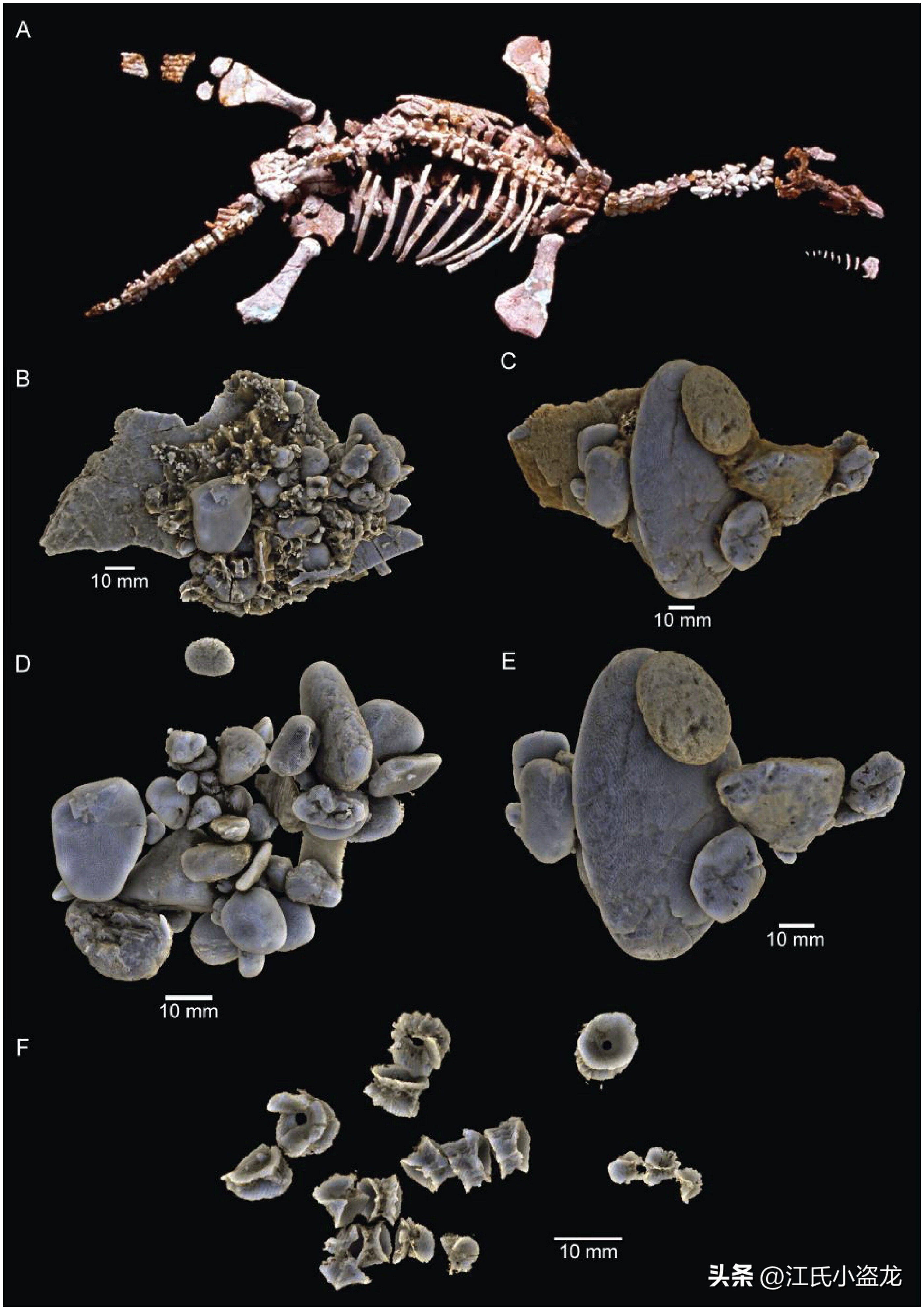 全民众筹买化石，终于知道它吃什么了！