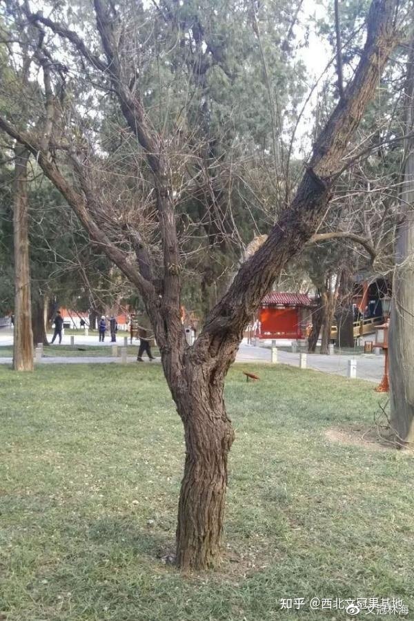 庭院里能种文冠果树吗,文冠果树苗木基地