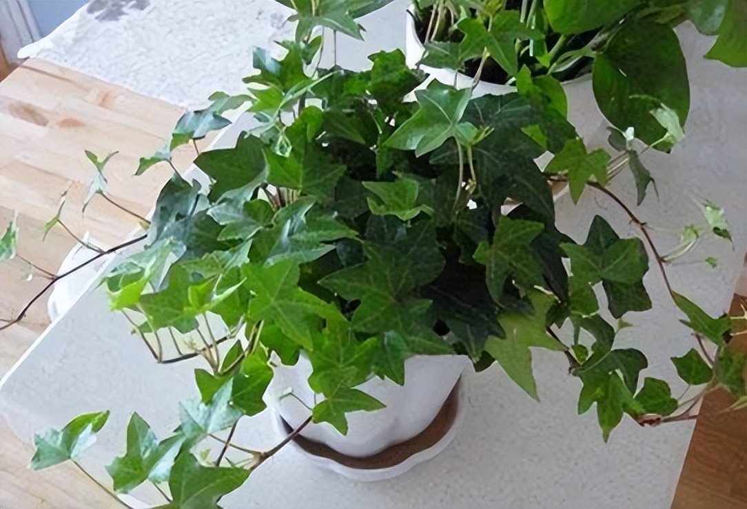 养时间长的绿萝还能吸甲醛吗,绿萝吸收甲醛怎么样才能养活