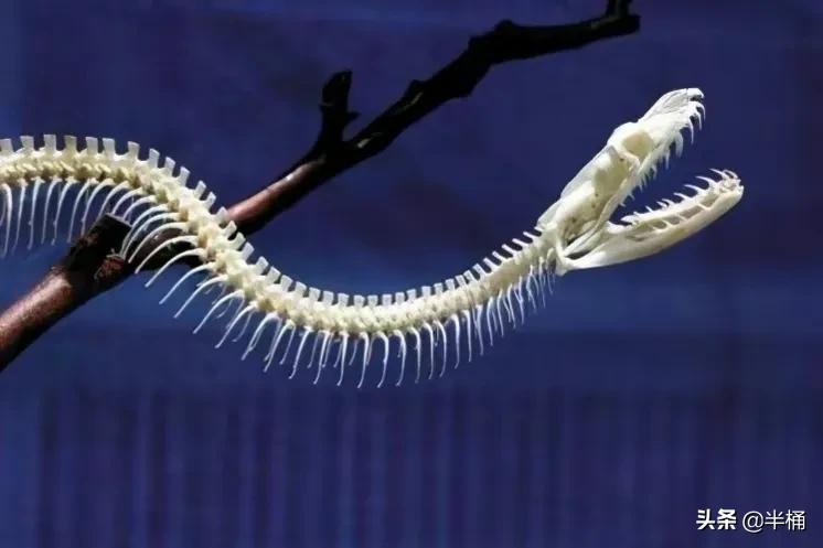 蛇为什么吃黄鳝那么难,为什么说蛇吃黄鳝是在找死