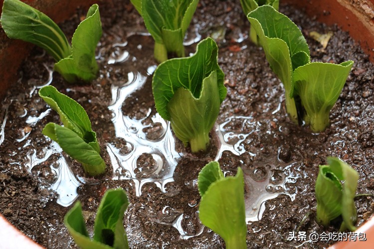 各种蔬菜的保鲜储存方法,各种蔬菜的储存保鲜方法