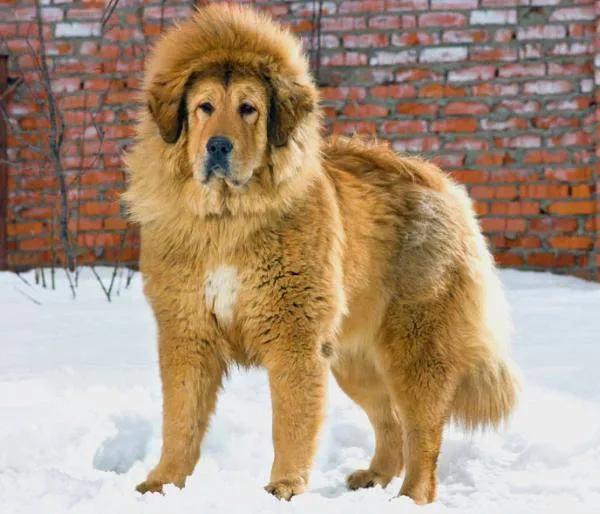 100多种名犬图片大全大图高清,100多种名犬图片大全大图