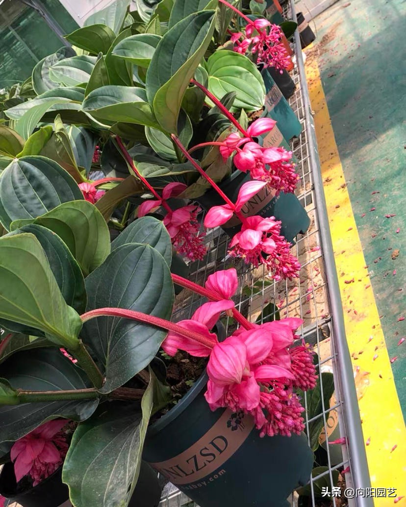 宝莲灯批发基地多少钱一盆,黄土岗宝莲灯花批发多少钱一盆