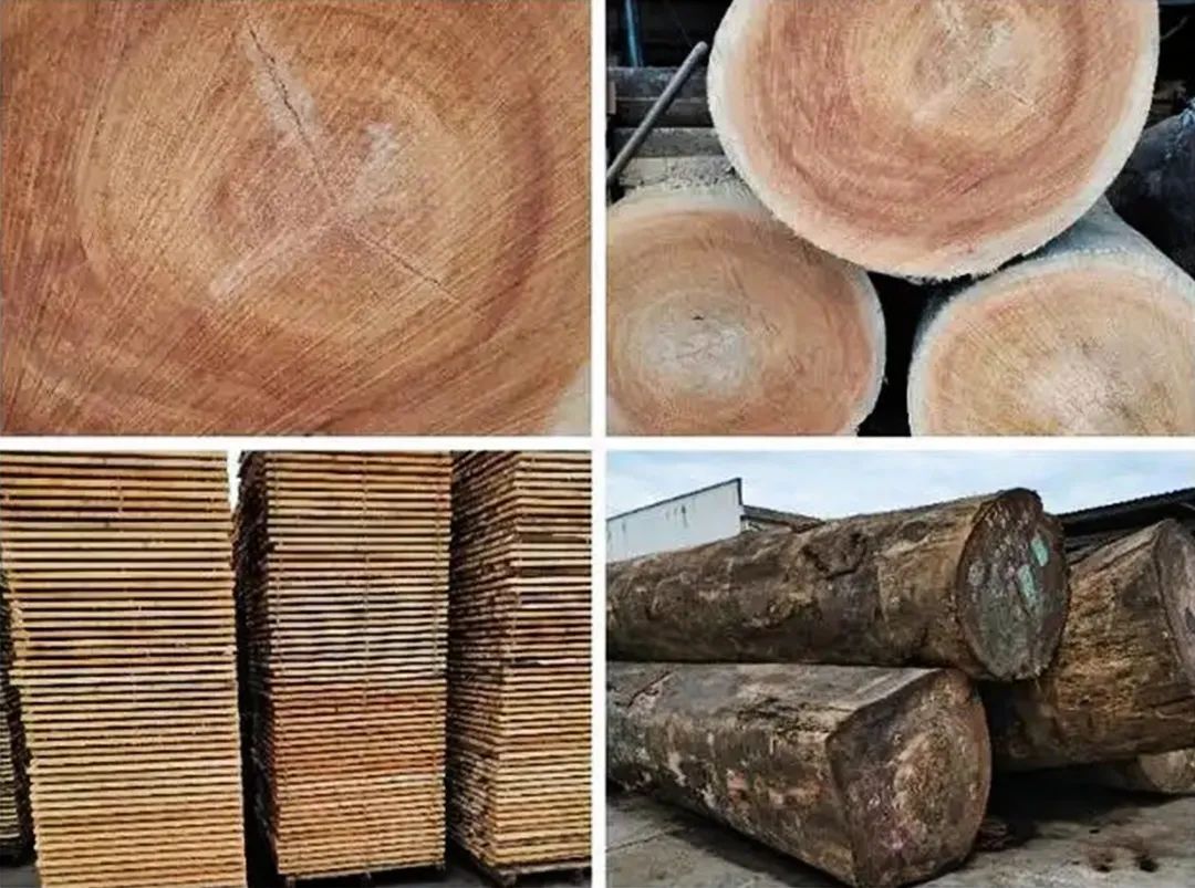 稳如磐石，非洲密林木中瑰宝“非洲柚木”——纽墩豆