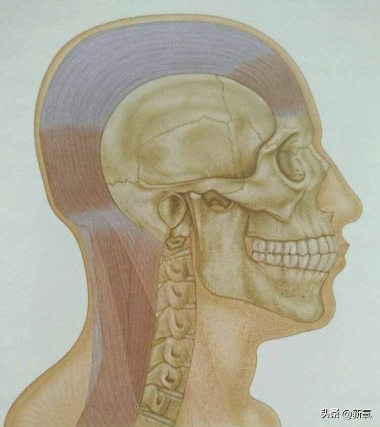 脸胖下垂是什么原因,脸肥下垂