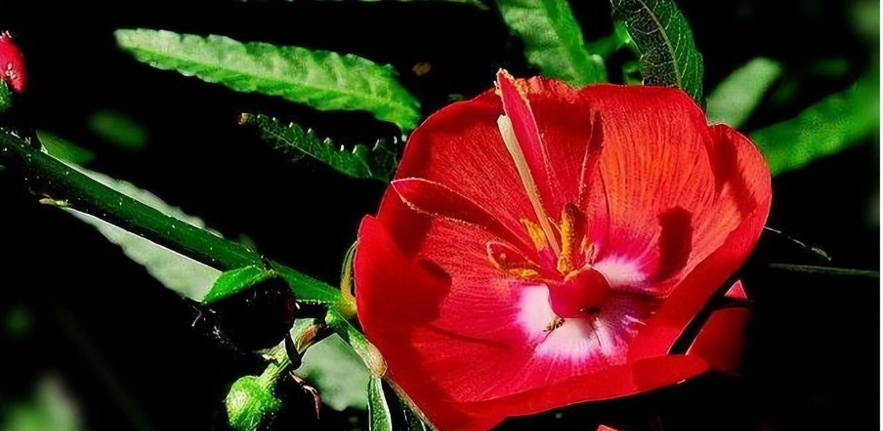 夜落金钱昼自开,夜落金钱昼自开意思