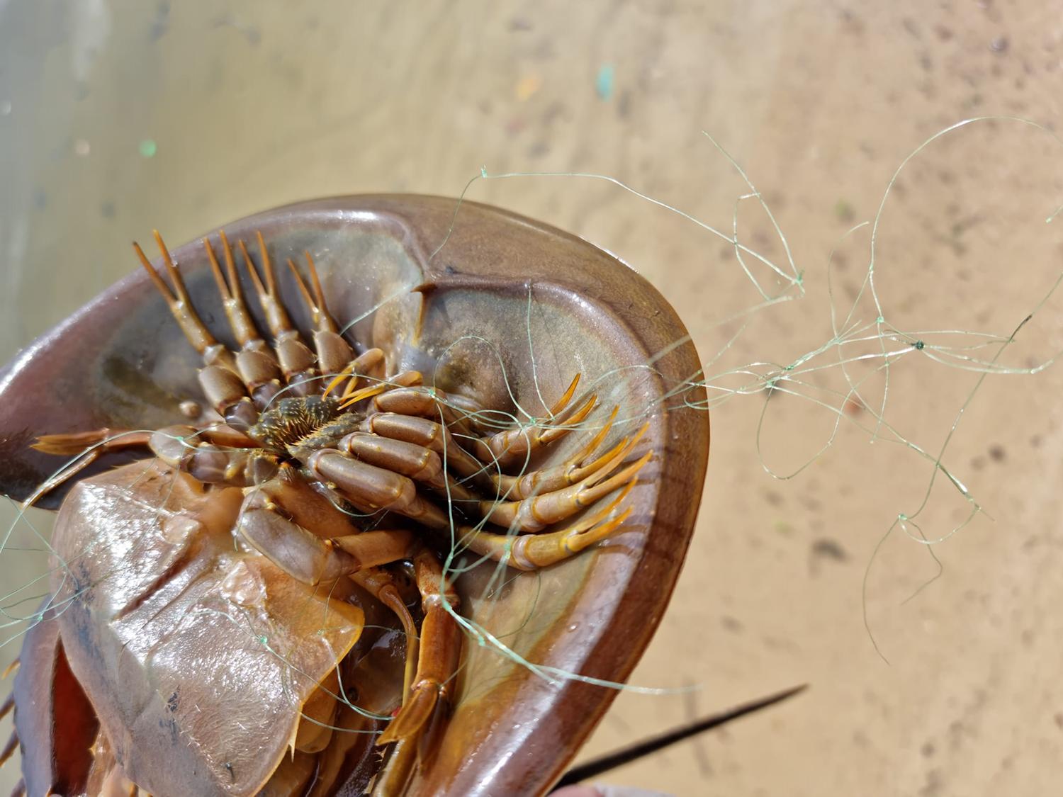 中华鲎的国家保护等级是多少,马蹄蟹是不是国家保护动物