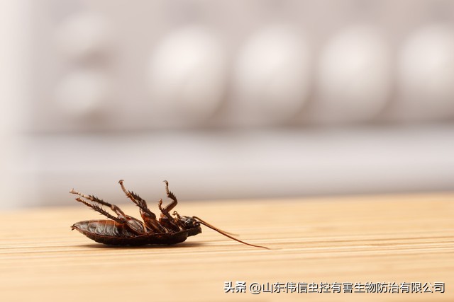 蟑螂太多又不杀生怎么办,蟑螂不爱动怎么办