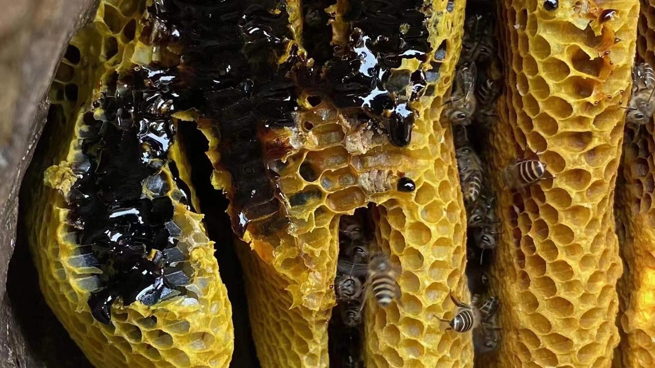 云南黑蜂蜜的功效与作用,云南的黑蜂蜜好吗