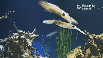 吃很多，拉很多……这些“外星生物”养起来有多费劲？