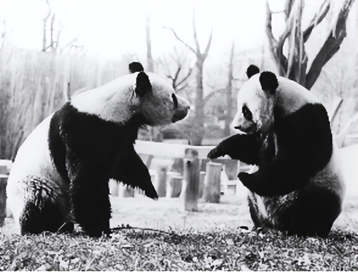 尼克松访华要直播，怕中国租不起卫星要承担费用，周恩来严词拒绝