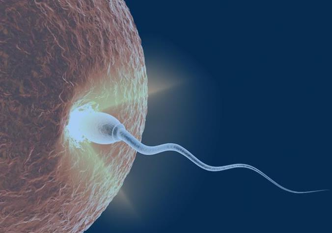 当精子和卵子相遇后还会排卵吗,精子遇到卵子一生的运气