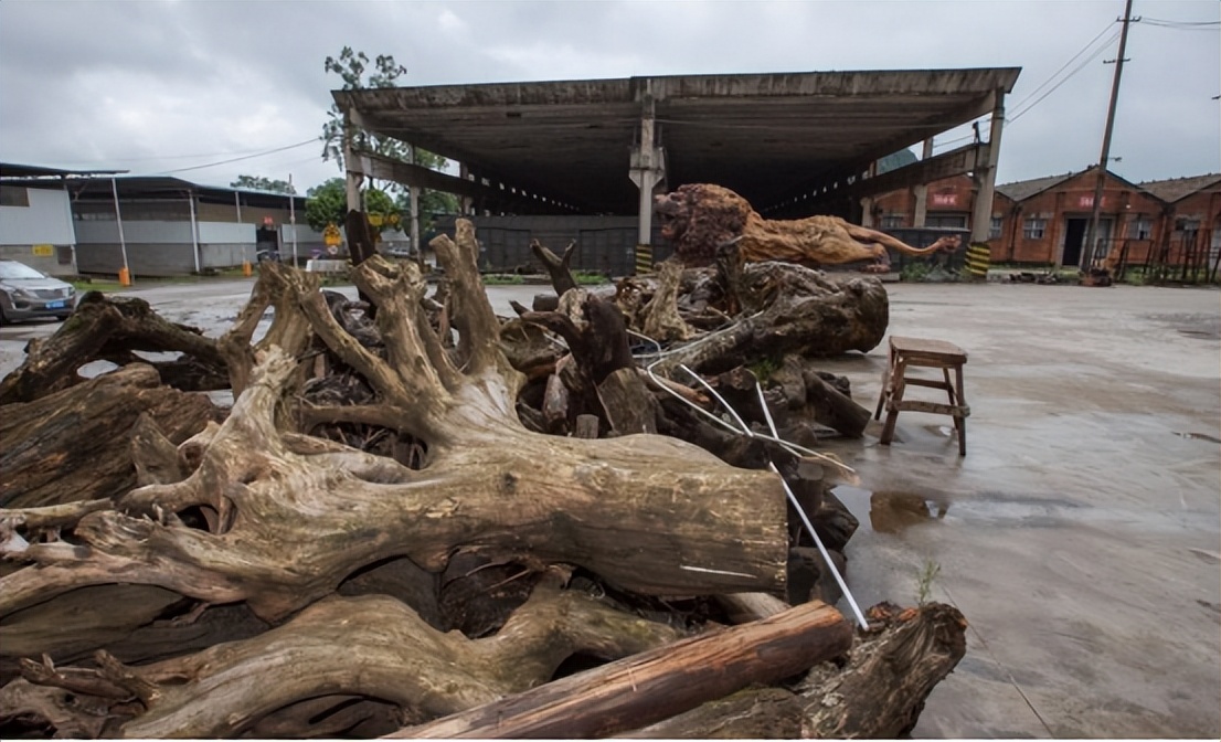15米长东方雄狮根雕300万元拒卖,广西男子雕刻30吨楠木雄狮