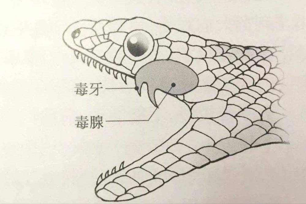 野外毒蛇咬伤急救方法,在农村路上碰到蛇怎么办