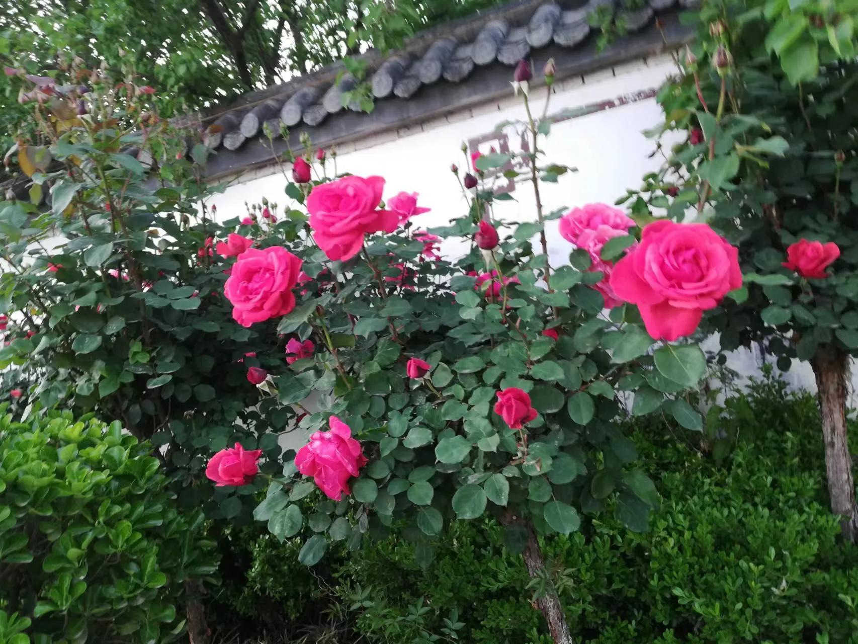 “嫂子，你是在窥探我家隐私”女儿留学想寄住姑姑家，小姑发火了