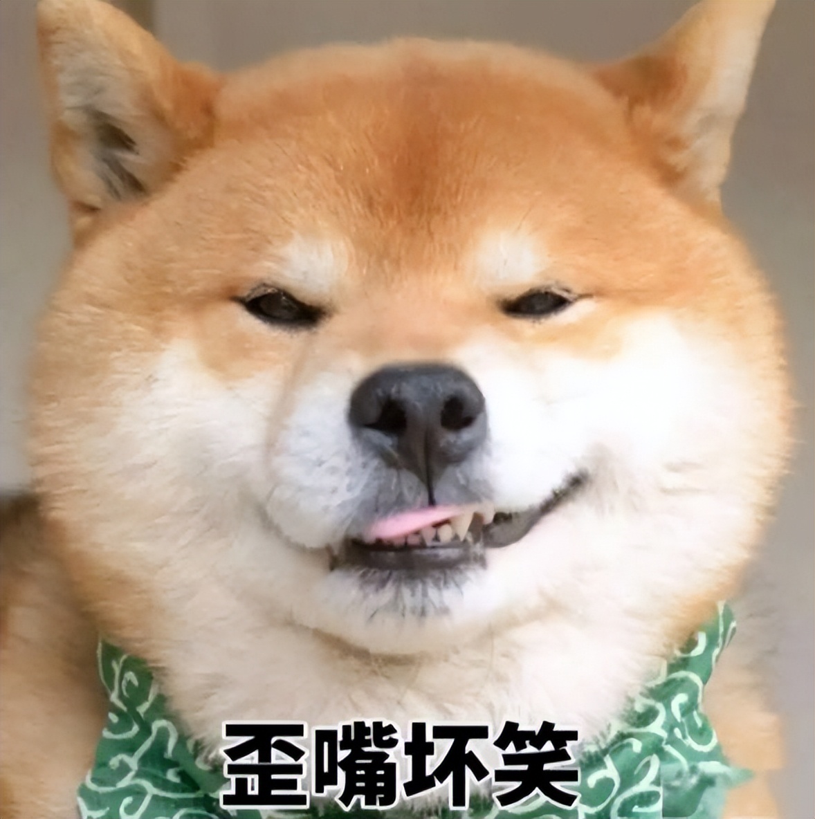 广西梧州市藤县特产粉葛,粉葛藤县